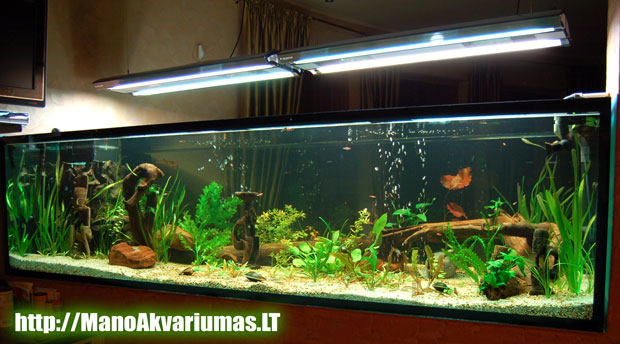 Grazus akvariumas