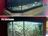 Akvariumo su augalais paleidimas