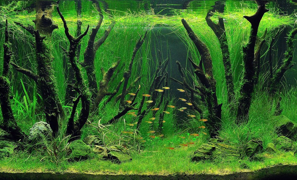 Akvariumo augalai