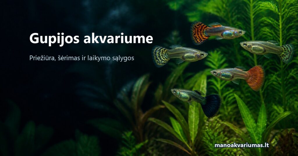 Gupijos akvariume: priežiūra, šėrimas ir laikymo sąlygos