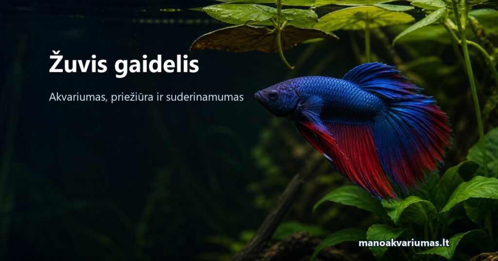 Žuvis gaidelis: akvariumas, priežiūra ir suderinamumas